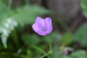 お花099