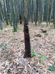 たけのこ④