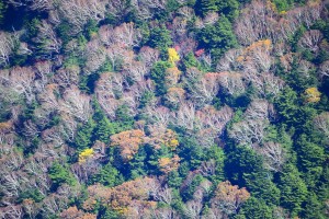 湯の丸山