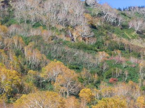 栂池１０月