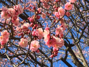 上田城紅梅