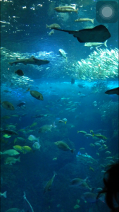 水族館②相模湾