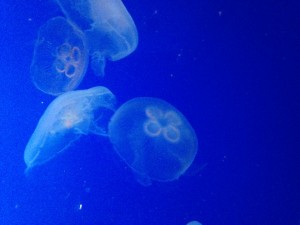 水族館③くらげ