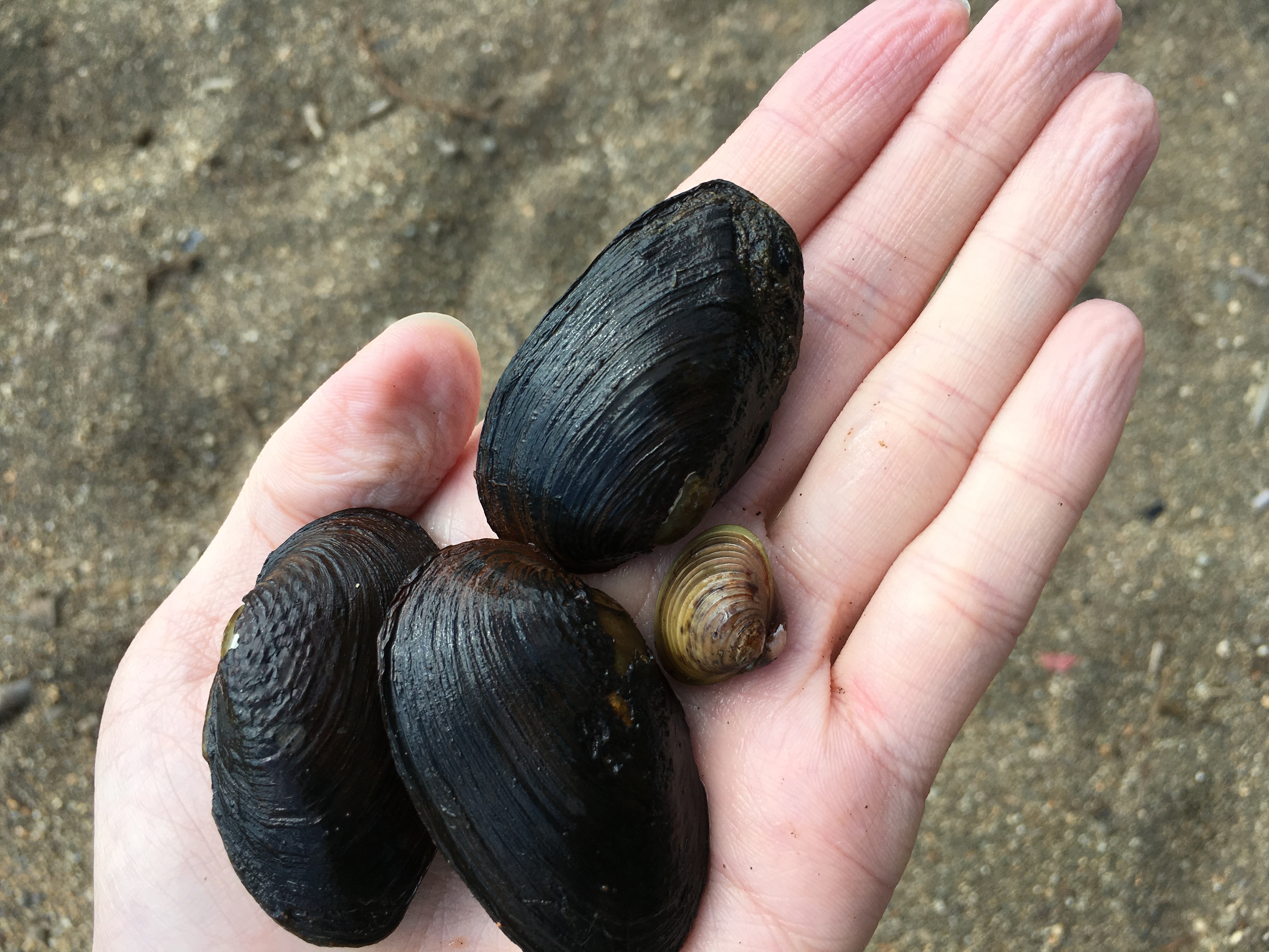 夏の湖で あまちゃん になる 長野県長野市の呼吸器内科 睡眠呼吸障害 わかまつ呼吸器内科クリニック