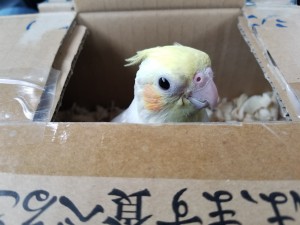 大日方インコ①