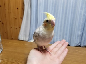 大日方インコ②