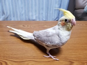 大日方インコ③