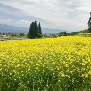 ブログ写真（菜の花）